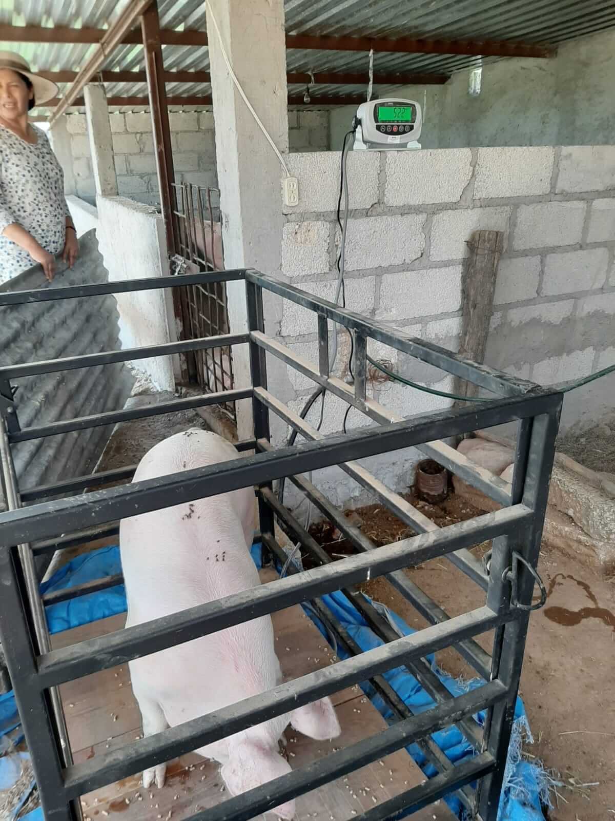 Imagen de referencia de Básculas ganaderas Tipo jaula, BGJ-1T