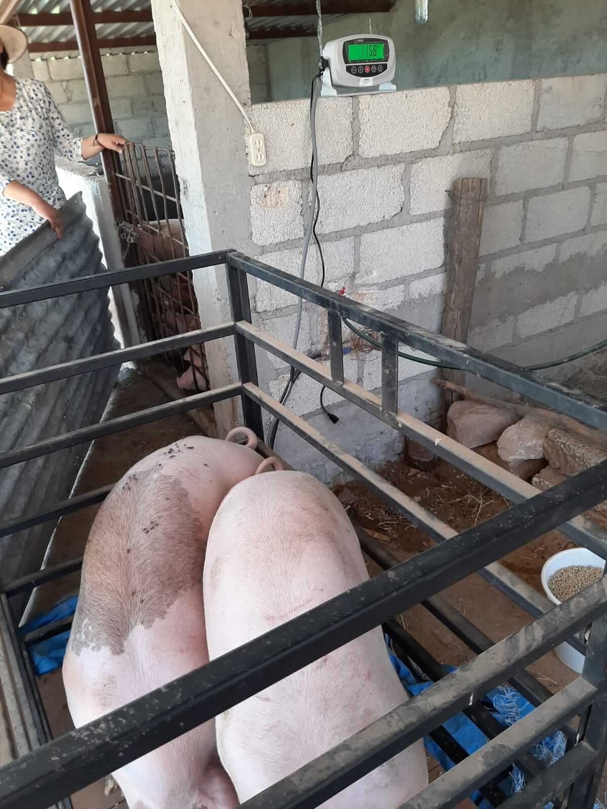 Imagen de referencia de Básculas ganaderas Tipo jaula, BGJ-1T