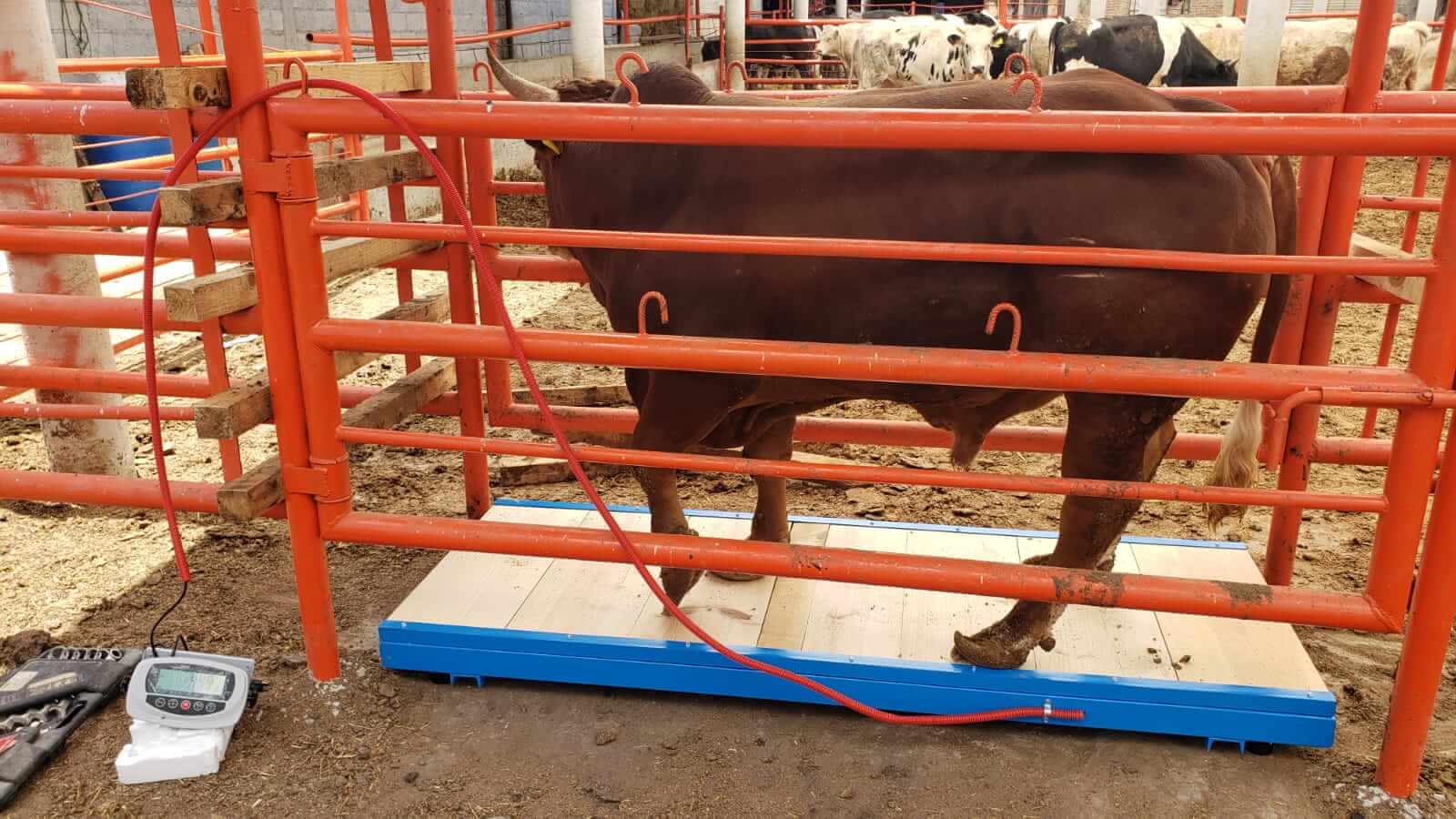 Imagen de referencia de Básculas ganaderas Tipo plataforma, PG-1.5T / PG-2T