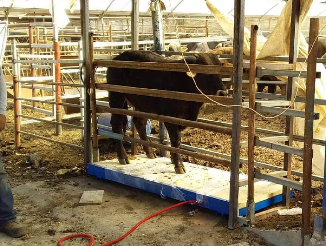 Imagen de referencia de Básculas ganaderas Tipo plataforma, PG-1.5T / PG-2T